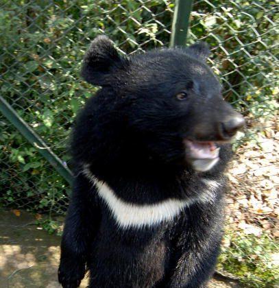 Orphaned Bear Cubs Released Into the Wild In Assam