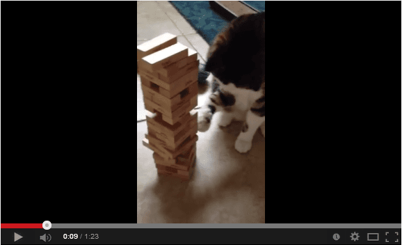 Is This the Awesomest Cat in the World? The Internet Says Yes! (Video)
