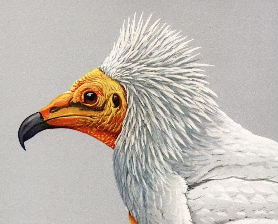 Rare Egyptian Vulture Rescued and Released in India