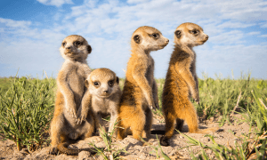 Photos of Meerkats Because They’re Cute, Playful, Fun to Watch (Photo Gallery, +Video)