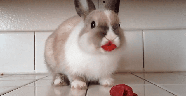 Bunny Eating Raspberries—Left Wearing ‘Lipstick’