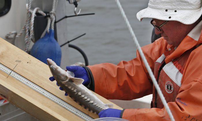 Speedy Surgery Puts Transmitters Into Hudson Fish