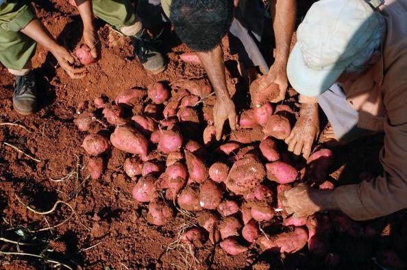 How To Grow Sweet Potatoes In Your Garden
