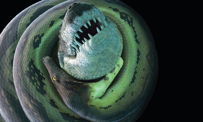 When a 900-Pound Croc Takes on a 58-Foot Snake