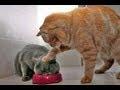 Animals Can Be Jerks: Hilarious Video Compilation