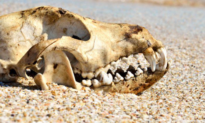 Archaeologists Found Remains of Legendary Hell Hound of Suffolk?