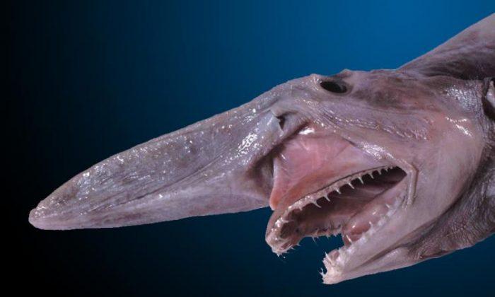 Goblin Shark: Facts About Species, Including How They Attack