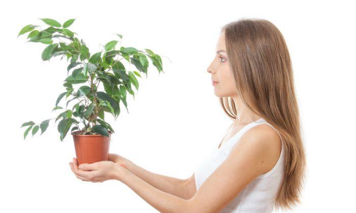 Your Houseplants Can Think, Talk, Read Your Mind (Part 2)