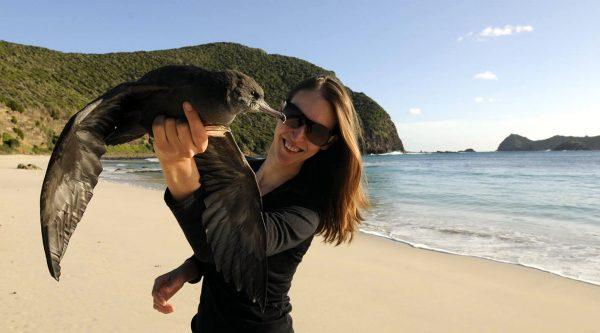  The program saw increased numbers and breeding success for birds that have been decreasing in population size. Dr Jennifer Lavers with a flesh-footed shearwater on Lord Howe Island. (Silke Stuckenbrock)