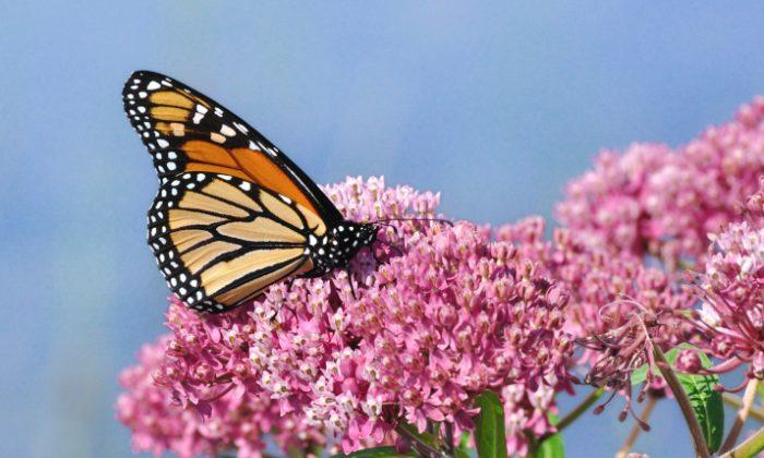 How Your Bedding Could Save Monarch Butterflies