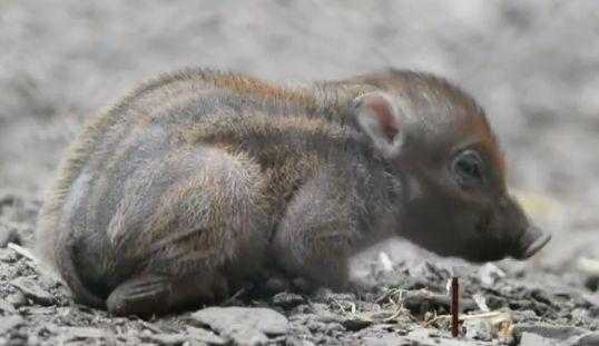 Rare (and Cute) Warty Piglet Born at Chester Zoo