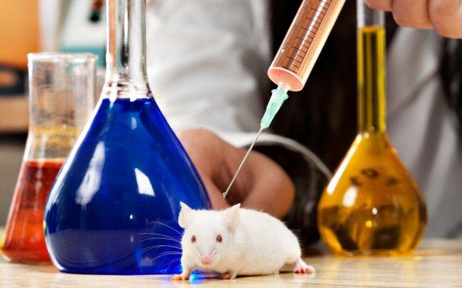 The Failing Animal Research Paradigm for Human Disease