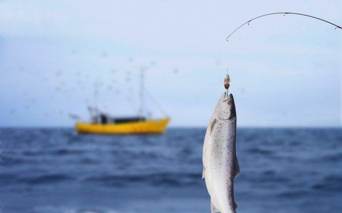 GM Salmon Threaten Already-Declining Fish Populations