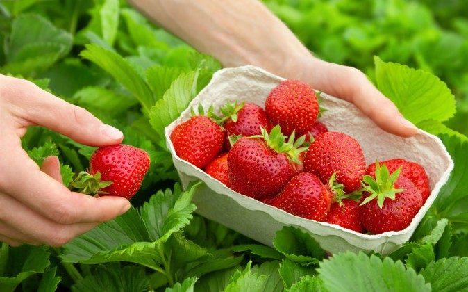 5 Healthy Benefits of Strawberries