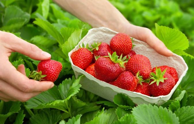 5 Healthy Benefits of Strawberries