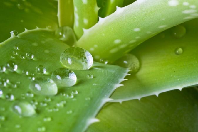 Heartburn? Try Aloe Vera