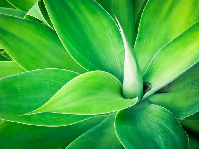 Are ‘Natural’ and Low-glycemic Sweeteners Healthful Alternatives to Sugar?