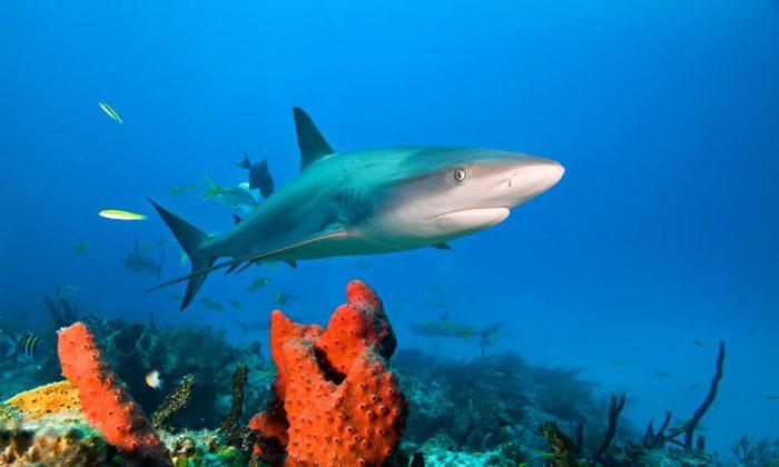 Scientists Focusing on the Wrong Sharks in the Wrong Places