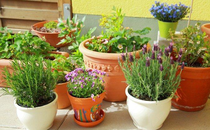 Helpful Tips for Building Your Own Herb Garden