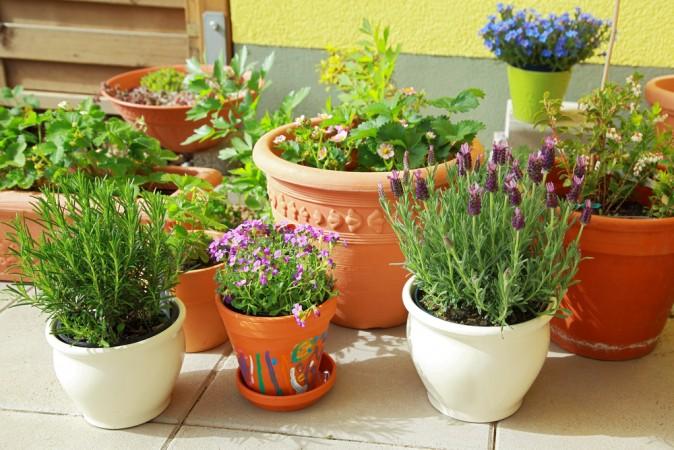 Helpful Tips for Building Your Own Herb Garden