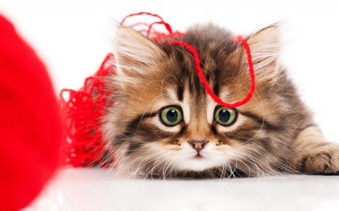 Why Funny Cat Videos Are Good for Your Brain