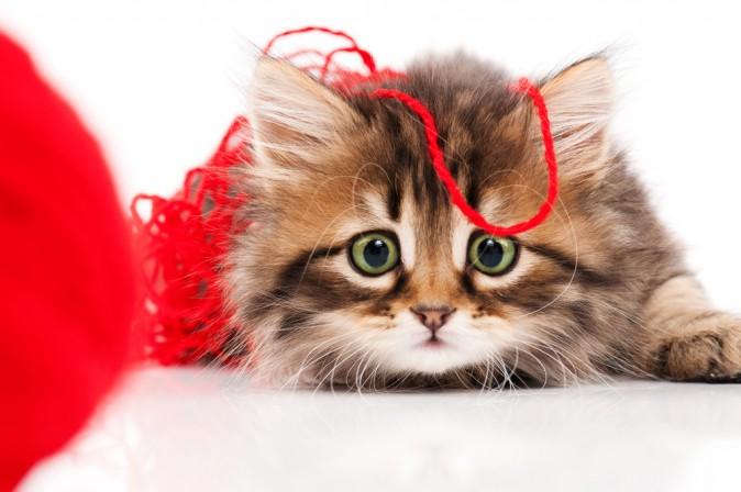 Why Funny Cat Videos Are Good for Your Brain