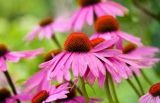 9 Top Herbs to Boost Your Immune System