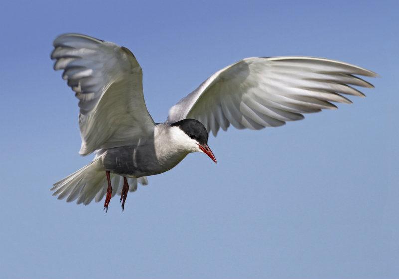A whiskered tern, a migratory bird. (Migratory Bird/Shutterstock)