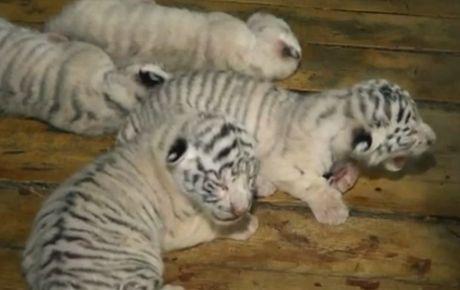 4 Rare (and Extremely Cute) White Tiger Cubs Born in Crimea Zoo (Video)