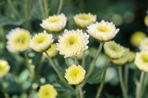 Detox with Chrysanthemum Tea
