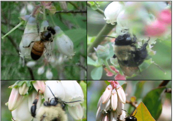 High Bee Biodiversity Boosts Crop Yields 