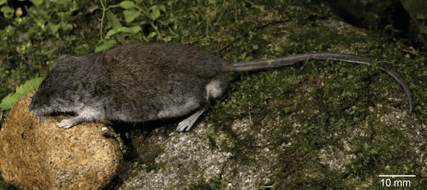 New Rodent Species Found in Indonesia
