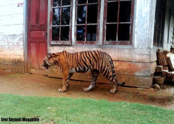 Deforestation Drives Tigers Into Contact With Humans