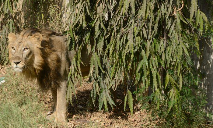 India Railways Protect Asiatic Lions on the Tracks