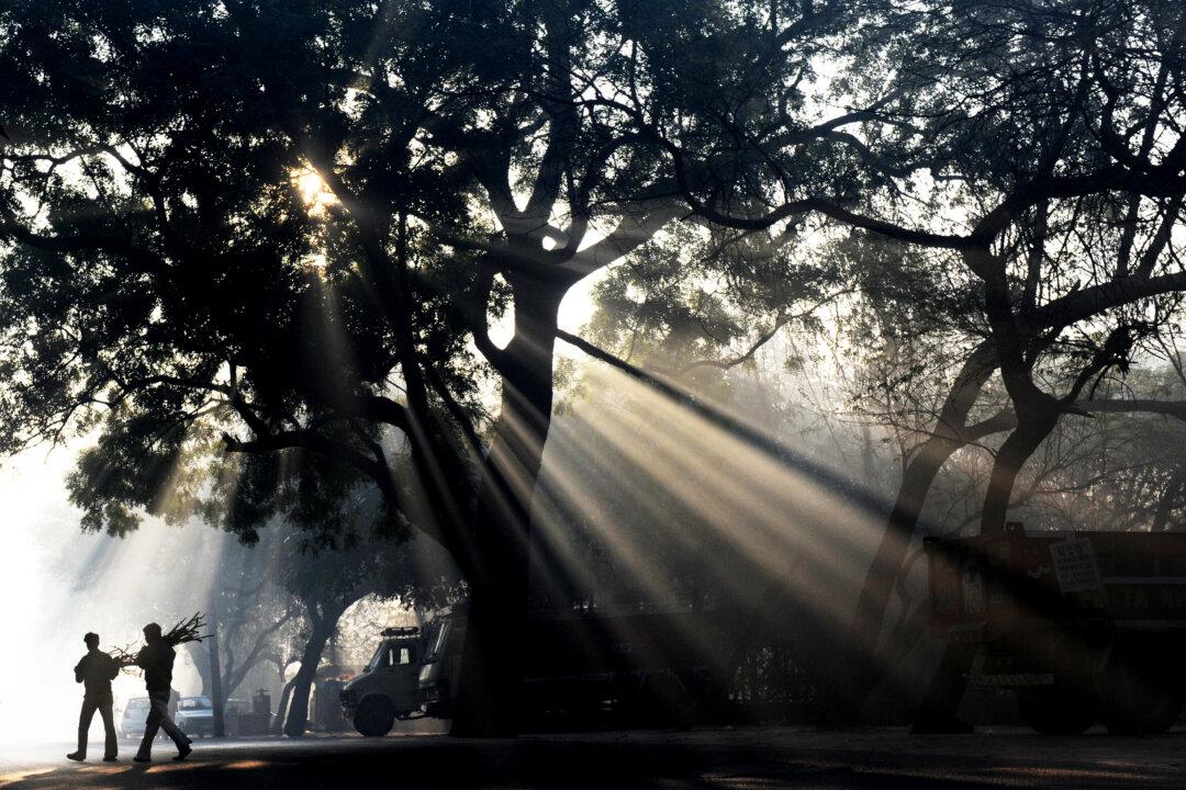 Toll-Free Hotline Protects Trees in New Delhi