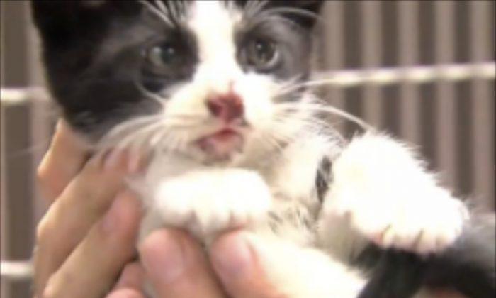 Rough Ride for ‘Miracle Kitty’ - Survives Being Thrown Out of Car at 75mph