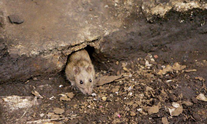 Rodents Winning NY Rat Race, but Humans Fight Back