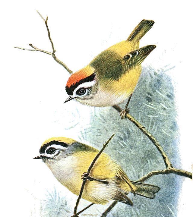 World’s Highest Number of Song Birds in India