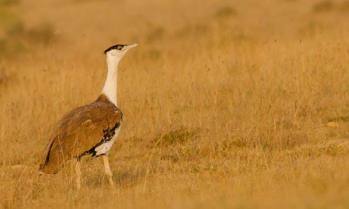 Endangered Great Indian Bustard Has A Chance