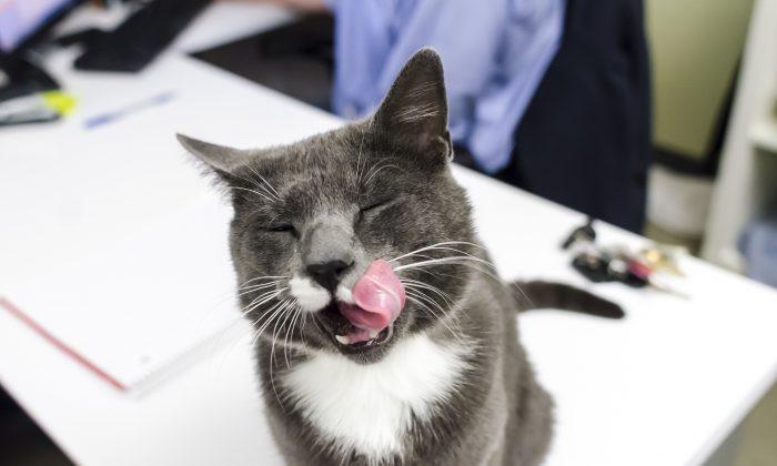 Injured Brooklyn Cat ‘King’ Adopted