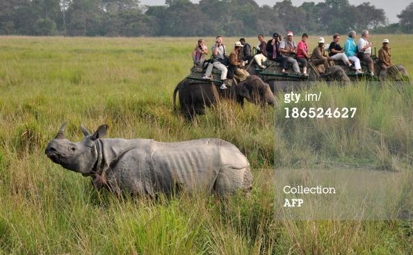 Despite Poaching, Assam Rhino Numbers Are Rising