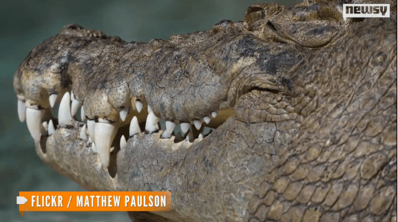 Human Remains Found In Australian Crocodile (Video)