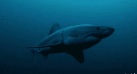 Something In The Ocean Eats Great White Sharks (Video)