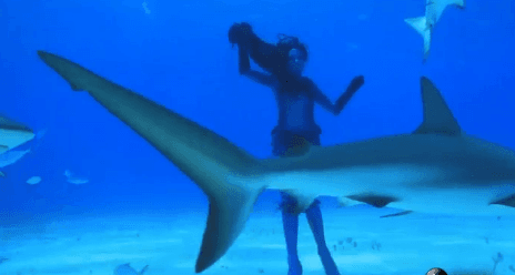 Real-Life Mermaid Swims With Sharks (Video)