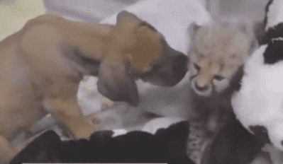 Puppy and Cheetah Cub Become Best Friends (Video)
