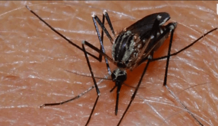 New Mosquito-Carried Virus Confirmed In U.S. (Video)