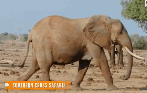 Large Elephant Killed in Kenyan Park (Video)