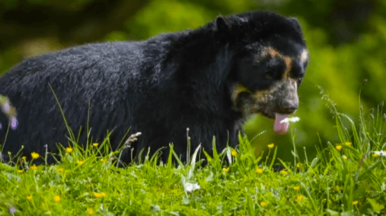 Bernardo the Spectacled Bear Arrives at Chester Zoo (Video)