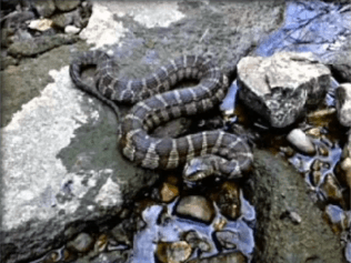Snakes Taking Over Illinois Town (Video)