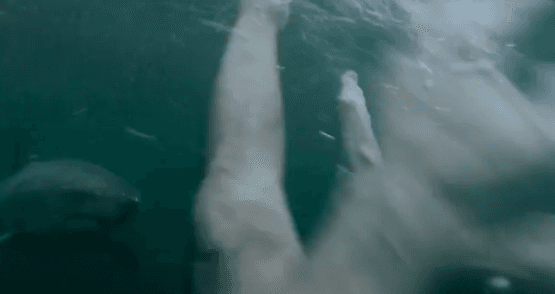 GoPro Video: Man Fights Off Great White Shark In Sydney Harbour